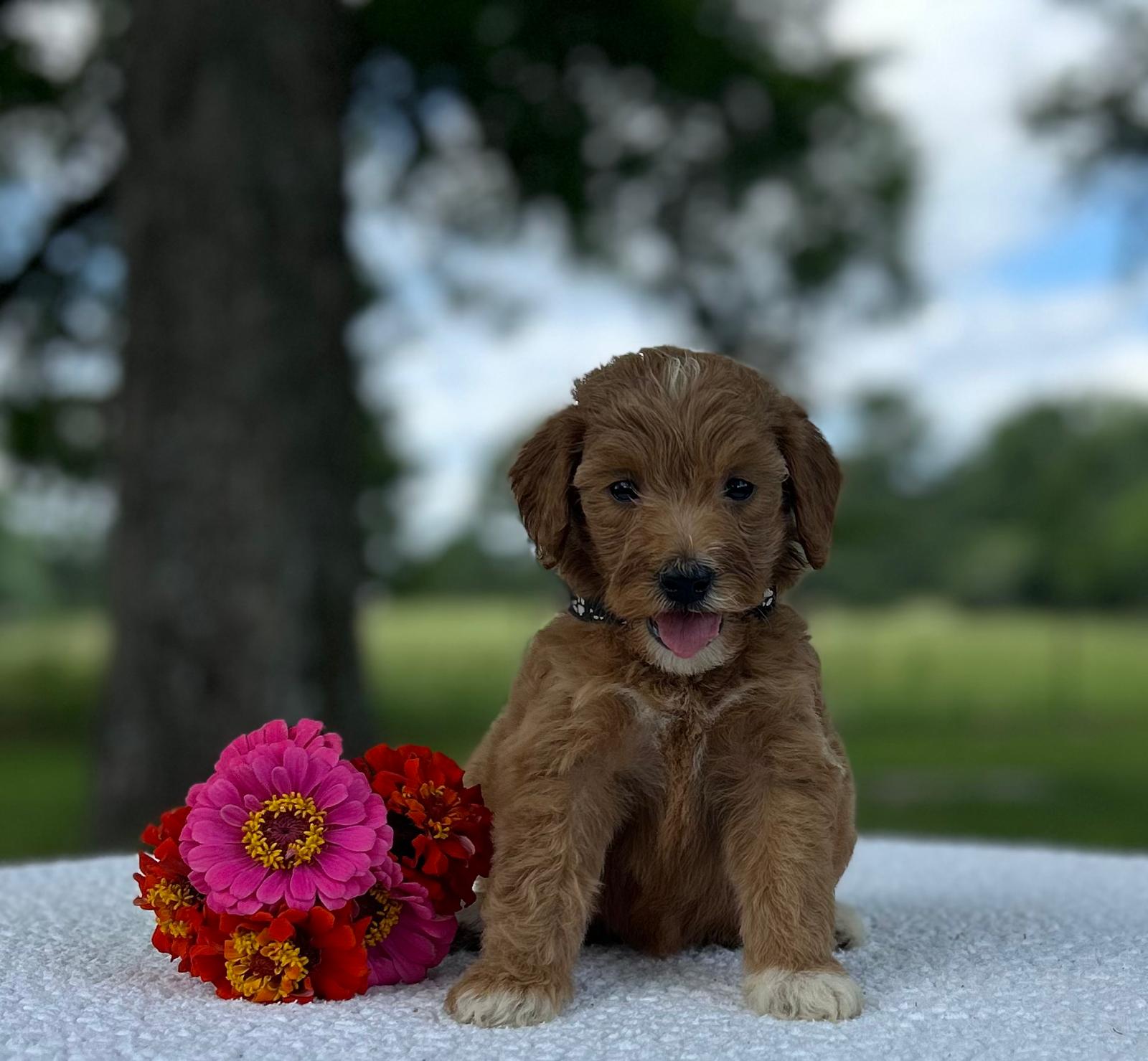 F1-B Mini Goldendoodle Puppy - Ocean 4 F1-B Mini Goldendoodle Puppy - Ocean - Image 2