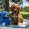 F1-B Mini Goldendoodle Puppy - Oliver 2