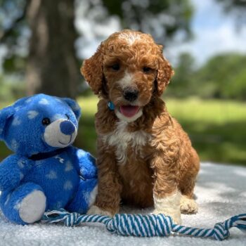 F1-B Mini Goldendoodle Puppy - Oliver