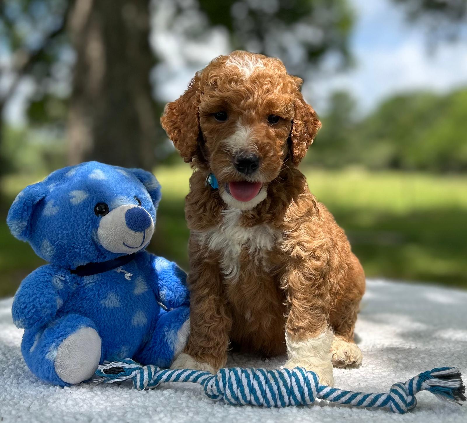 F1-B Mini Goldendoodle Puppy - Oliver 3 F1-B Mini Goldendoodle Puppy - Oliver