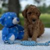 F1-B Mini Goldendoodle Puppy - Oakley 11
