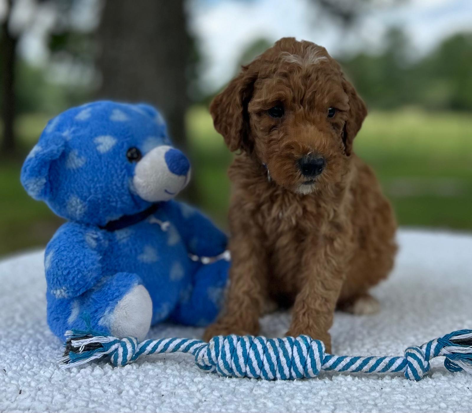 F1-B Mini Goldendoodle Puppy - Oakley 7 F1-B Mini Goldendoodle Puppy - Oakley - Image 5