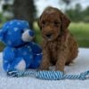 F1-B Mini Goldendoodle Puppy - Oakley 10