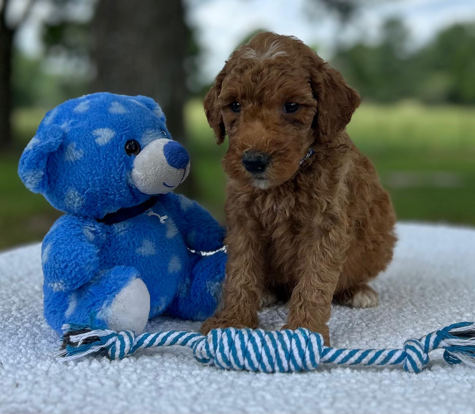 F1-B Mini Goldendoodle Puppy - Oakley 6 F1-B Mini Goldendoodle Puppy - Oakley - Image 4