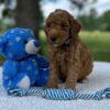 F1-B Mini Goldendoodle Puppy - Oakley 9