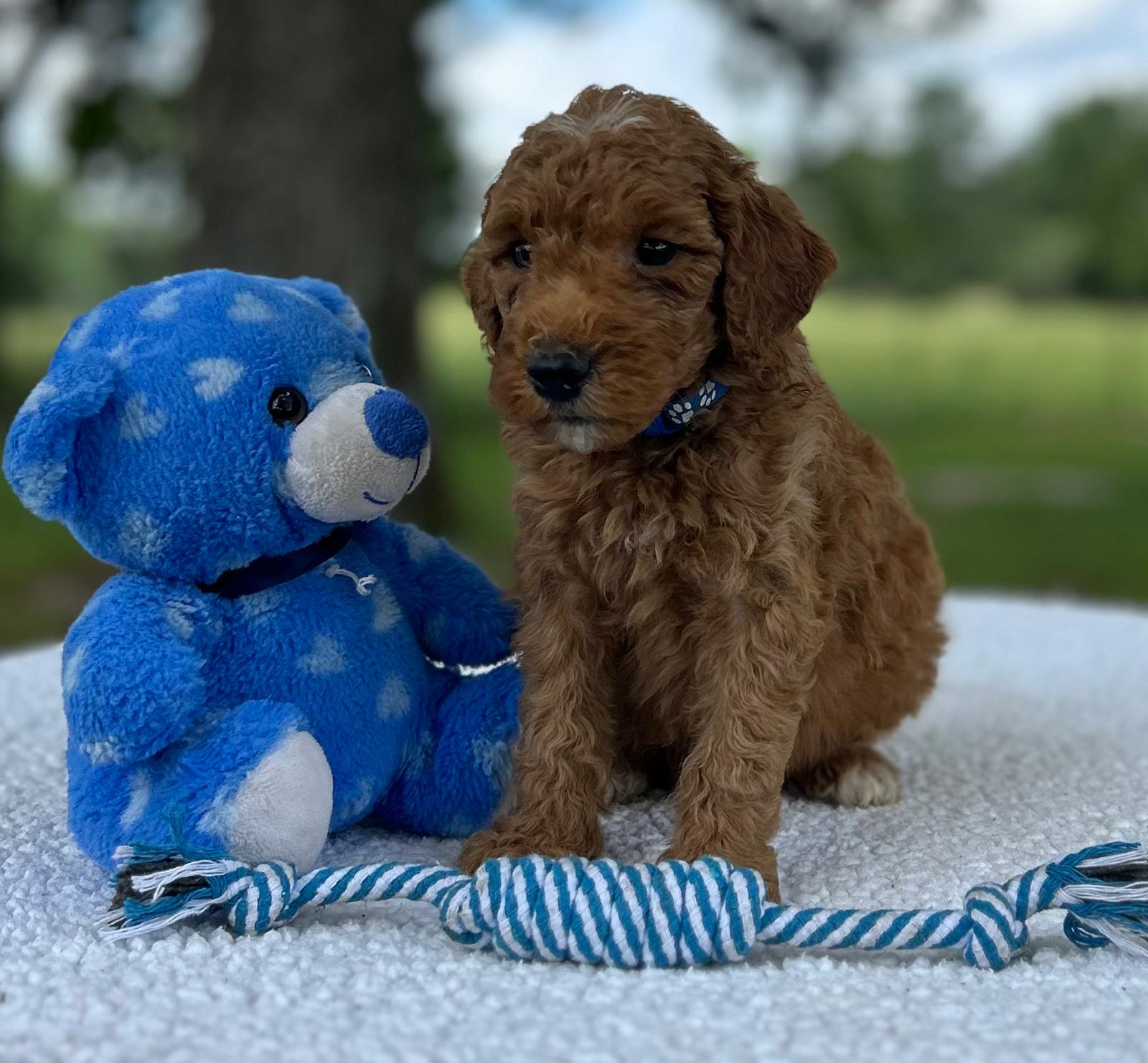 F1-B Mini Goldendoodle Puppy - Oakley 5 F1-B Mini Goldendoodle Puppy - Oakley - Image 3