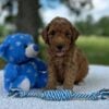 F1-B Mini Goldendoodle Puppy - Oakley 2