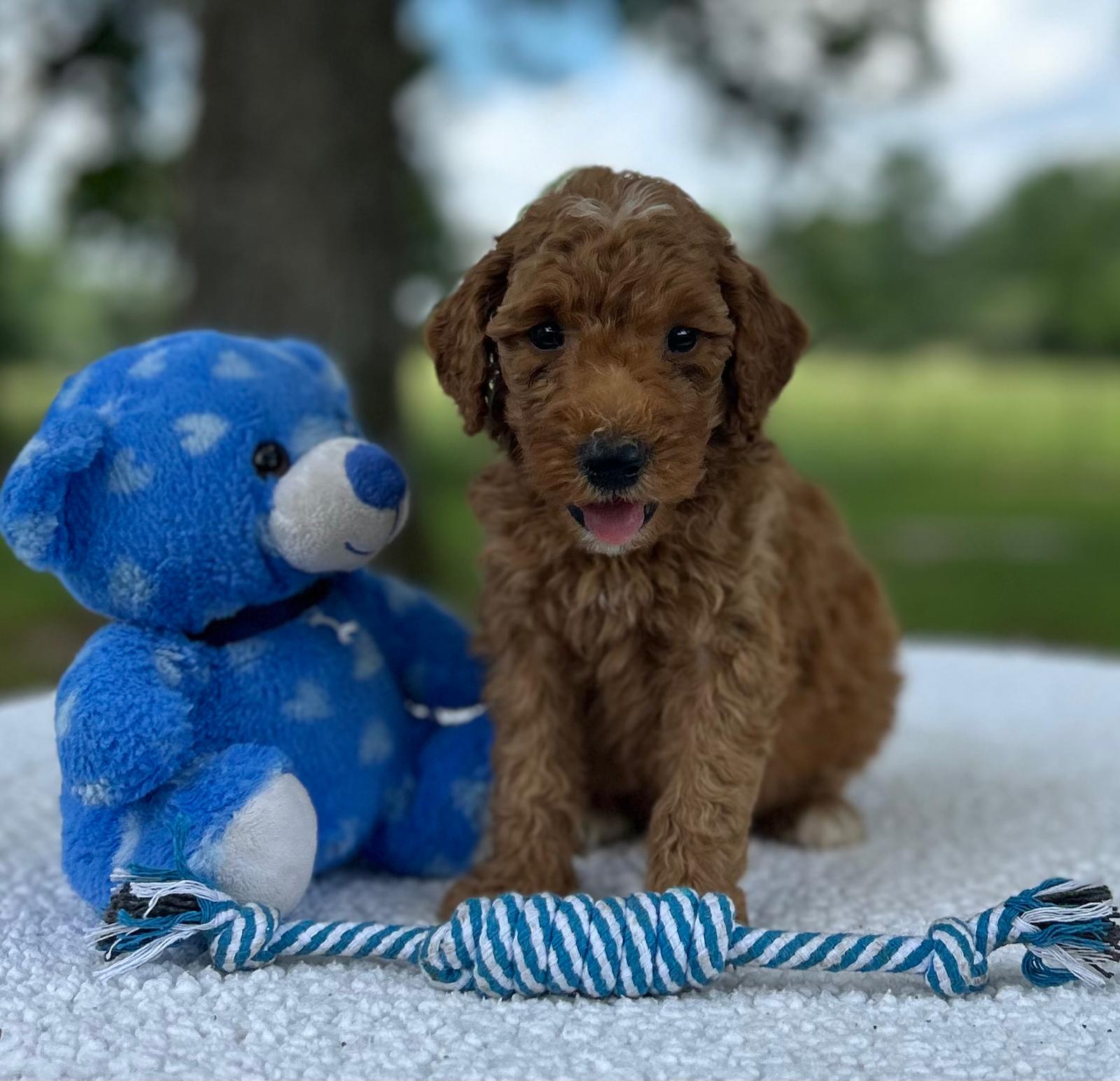 F1-B Mini Goldendoodle Puppy - Oakley 3 F1-B Mini Goldendoodle Puppy - Oakley