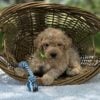 F1-B Mini Goldendoodle Puppy - Mint 9