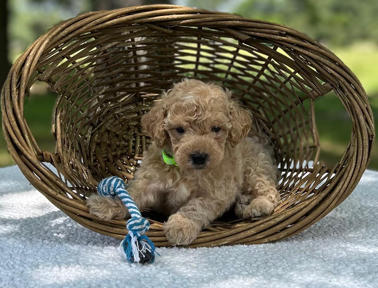 F1-B Mini Goldendoodle Puppy - Mint 6 F1-B Mini Goldendoodle Puppy - Mint - Image 4