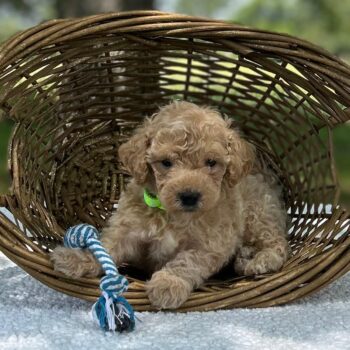 F1-B Mini Goldendoodle Puppy - Mint