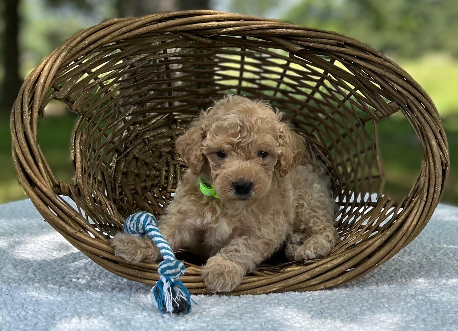 F1-B Mini Goldendoodle Puppy - Mint