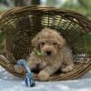 F1-B Mini Goldendoodle Puppy - Mint 7