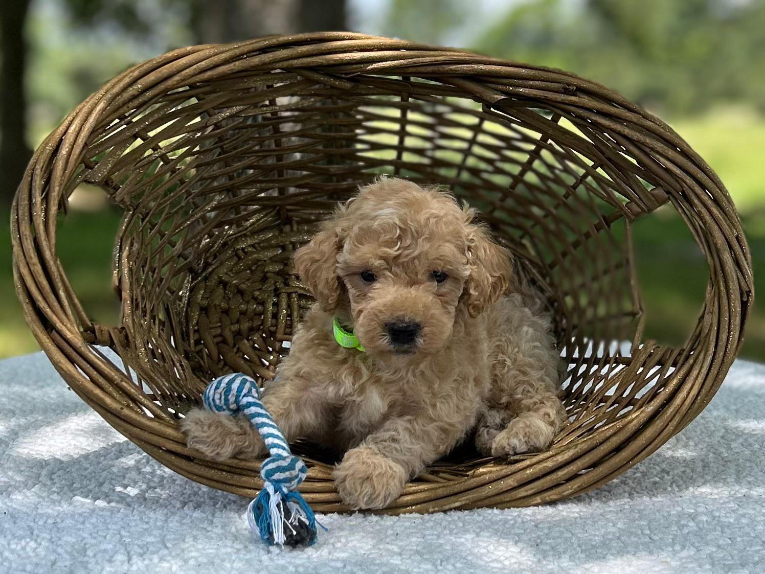 F1-B Mini Goldendoodle Puppy - Mint 4 F1-B Mini Goldendoodle Puppy - Mint - Image 2