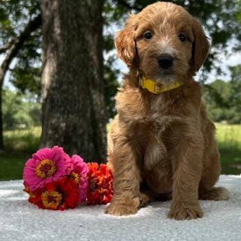 F1-B Mini Goldendoodle Puppy - Olivia