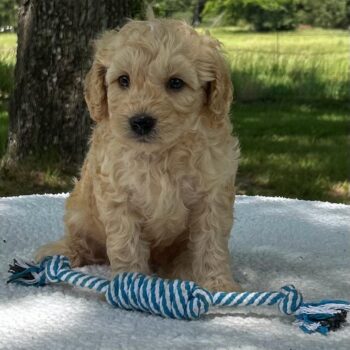 F1-B Mini Goldendoodle Puppy - Maverick