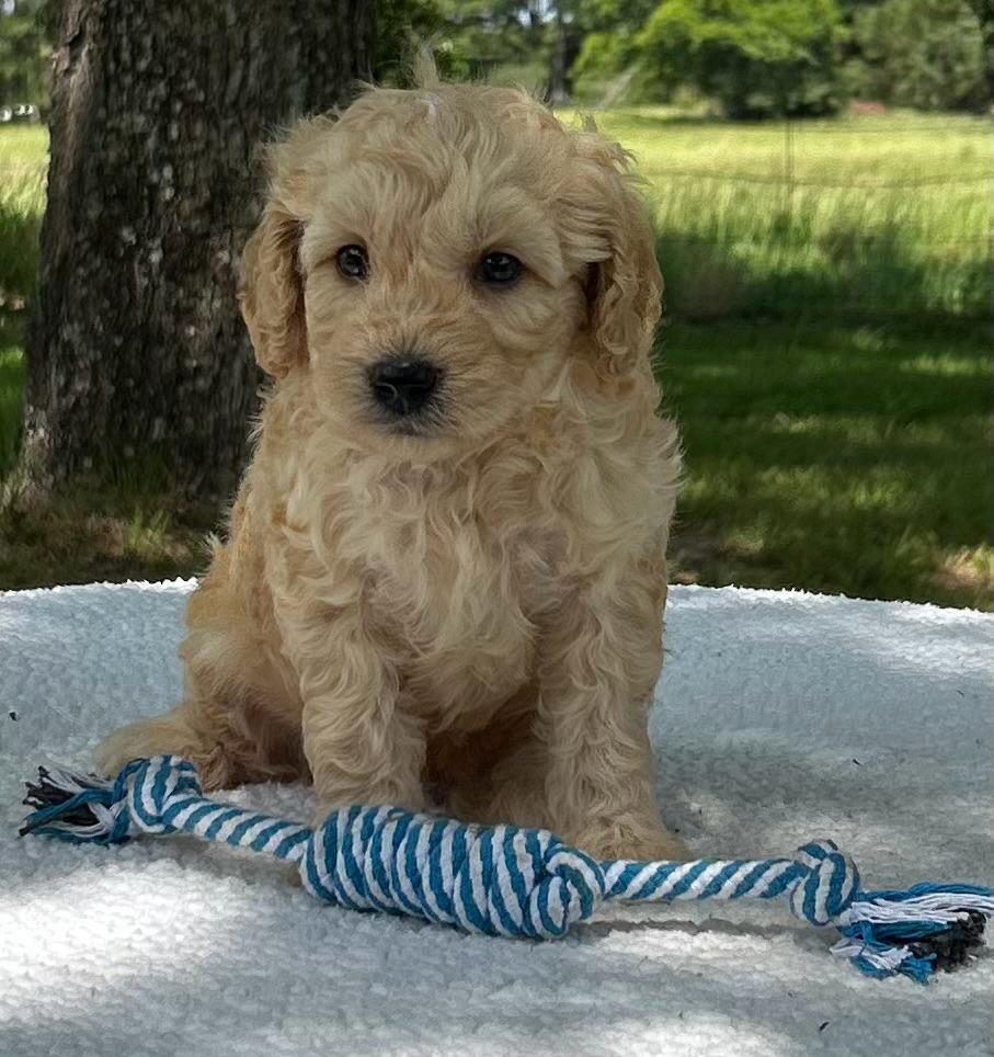 F1-B Mini Goldendoodle Puppy - Maverick