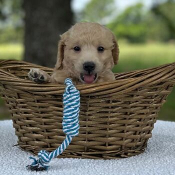 F1-B Mini Goldendoodle Puppy - Monty