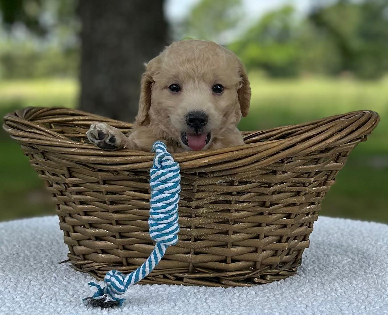 F1-B Mini Goldendoodle Puppy - Monty