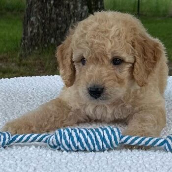 F1-B Mini Goldendoodle Puppy - Max