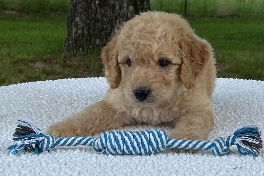 F1-B Mini Goldendoodle Puppy - Max 3 F1-B Mini Goldendoodle Puppy - Max
