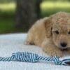 F1-B Mini Goldendoodle Puppy - Max 8