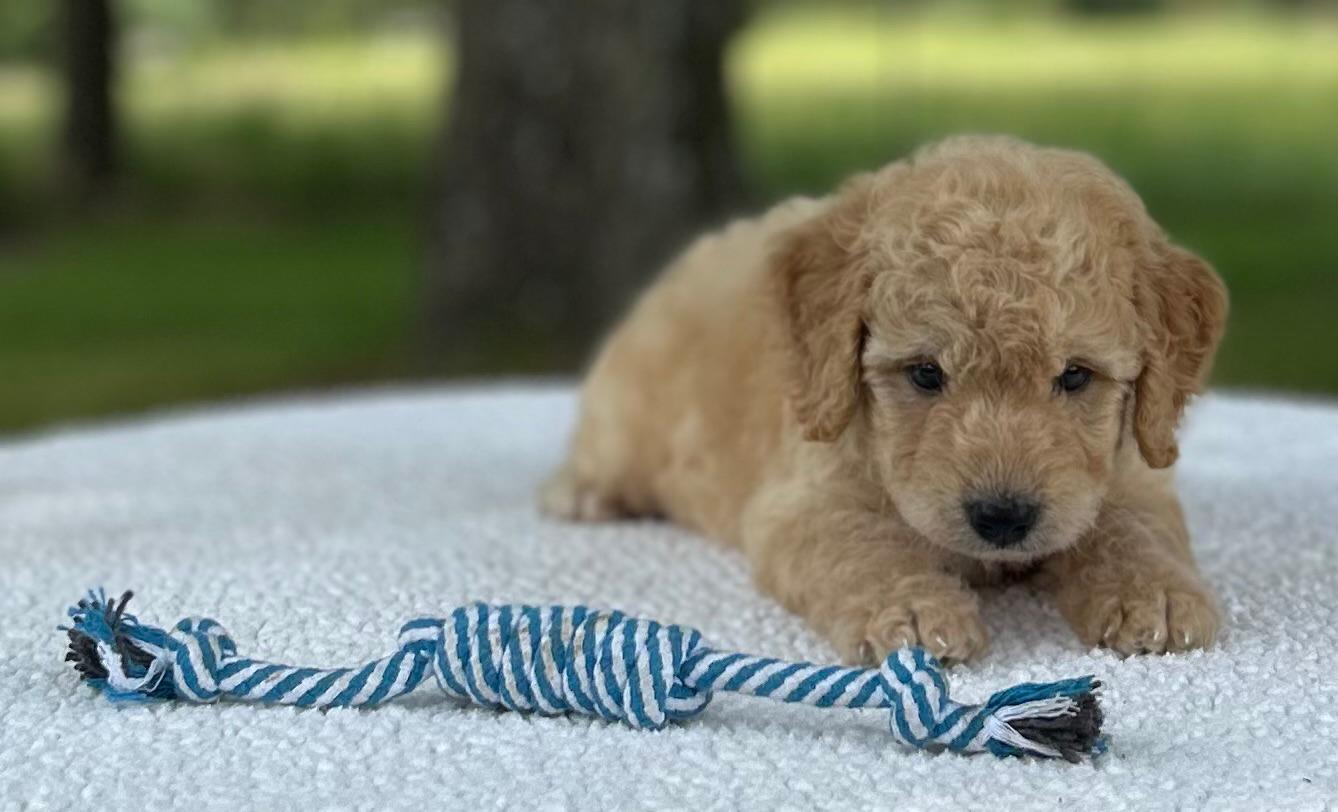 F1-B Mini Goldendoodle Puppy - Max 5 F1-B Mini Goldendoodle Puppy - Max - Image 3