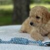 F1-B Mini Goldendoodle Puppy - Max 7