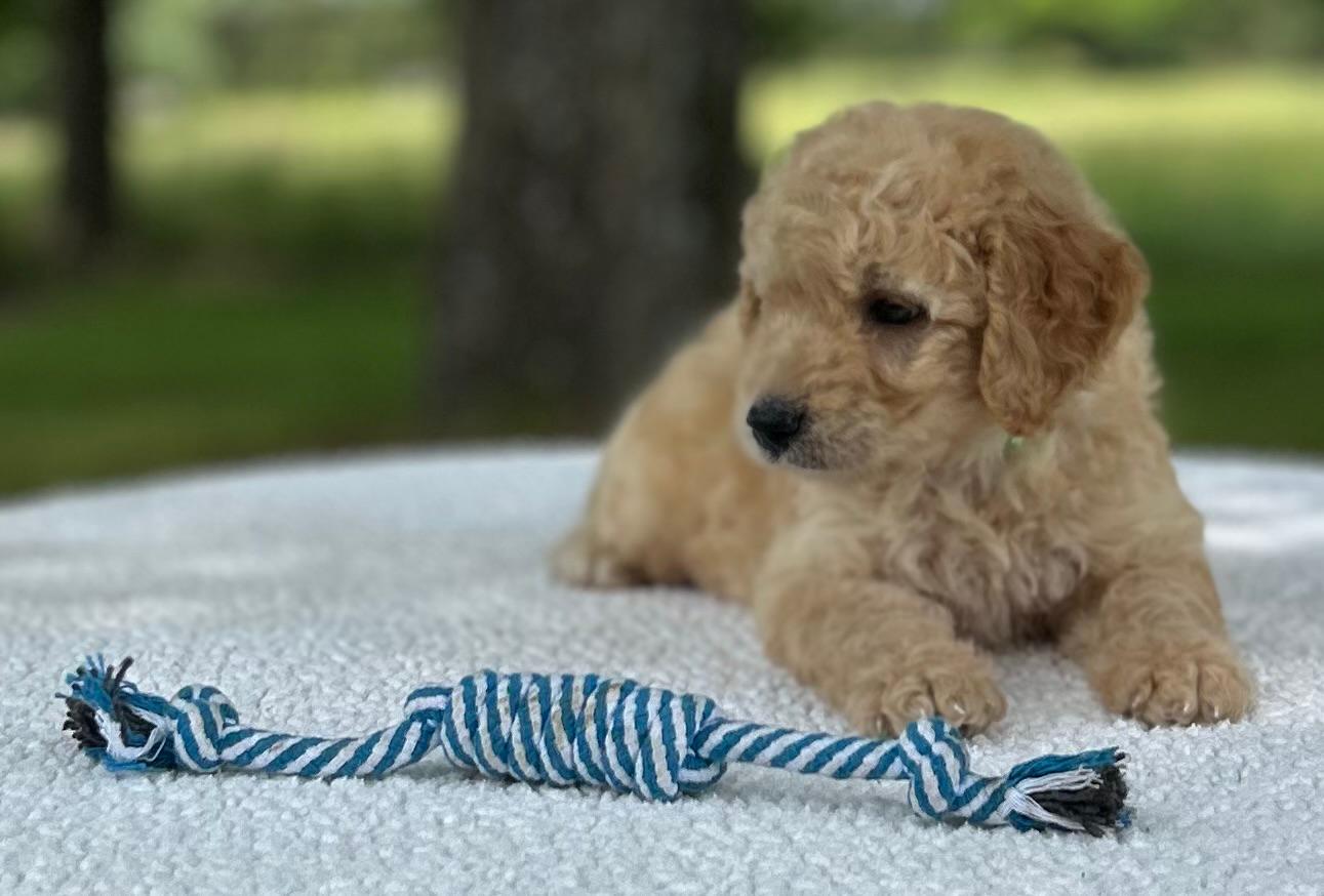 F1-B Mini Goldendoodle Puppy - Max 4 F1-B Mini Goldendoodle Puppy - Max - Image 2