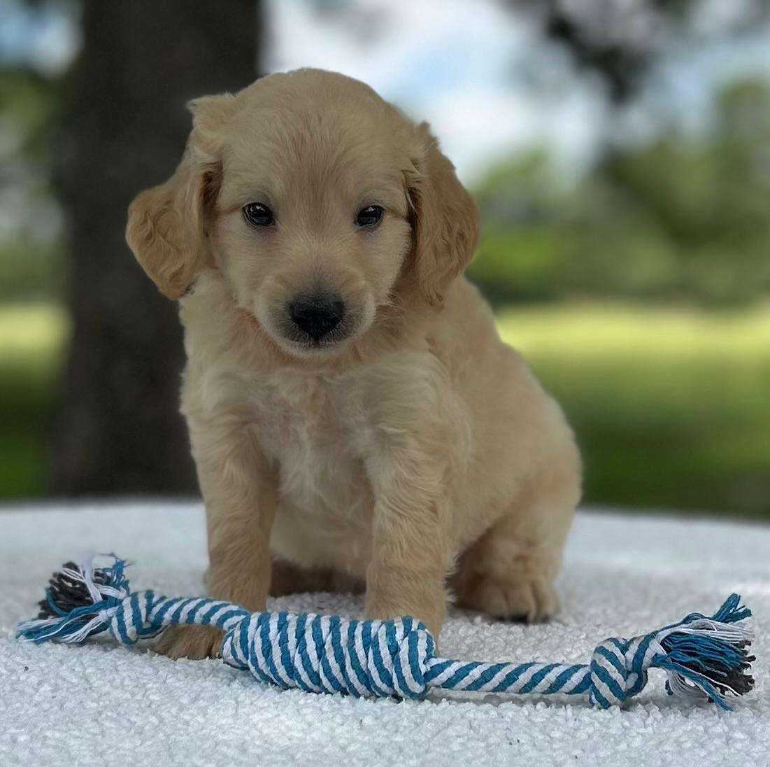 F1-B Mini Goldendoodle Puppy - Marbles 7 F1-B Mini Goldendoodle Puppy - Marbles - Image 5