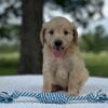 F1-B Mini Goldendoodle Puppy - Marbles 10