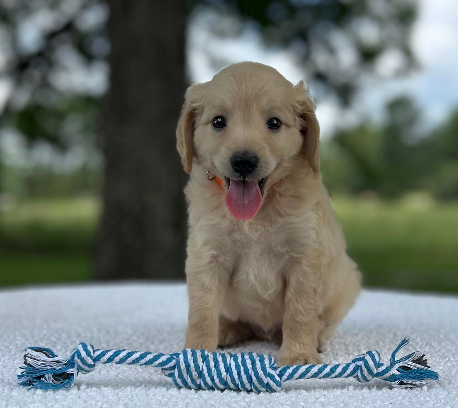 F1-B Mini Goldendoodle Puppy - Marbles 6 F1-B Mini Goldendoodle Puppy - Marbles - Image 4