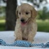 F1-B Mini Goldendoodle Puppy - Marbles 9