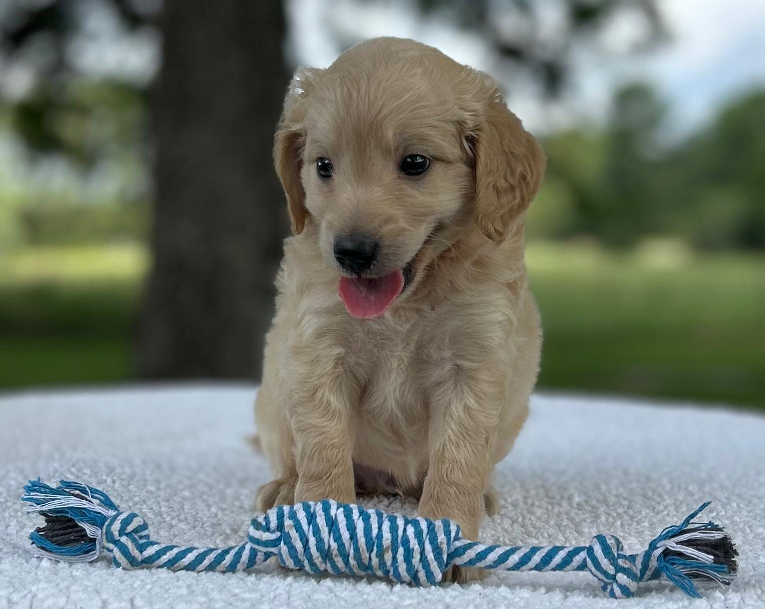 F1-B Mini Goldendoodle Puppy - Marbles 5 F1-B Mini Goldendoodle Puppy - Marbles - Image 3