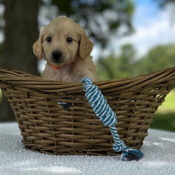 F1-B Mini Goldendoodle Puppy - Marbles