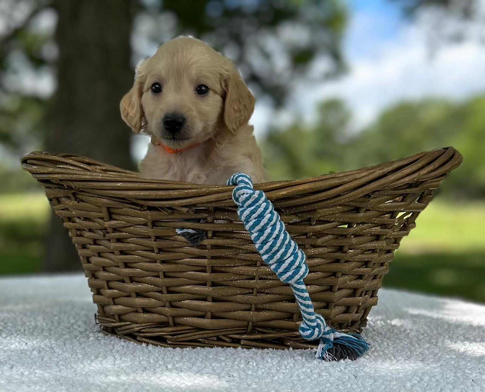 F1-B Mini Goldendoodle Puppy - Marbles