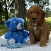 F1-B Mini Goldendoodle Puppy - Owen 2