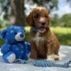F1-B Mini Goldendoodle Puppy - Oliver 9