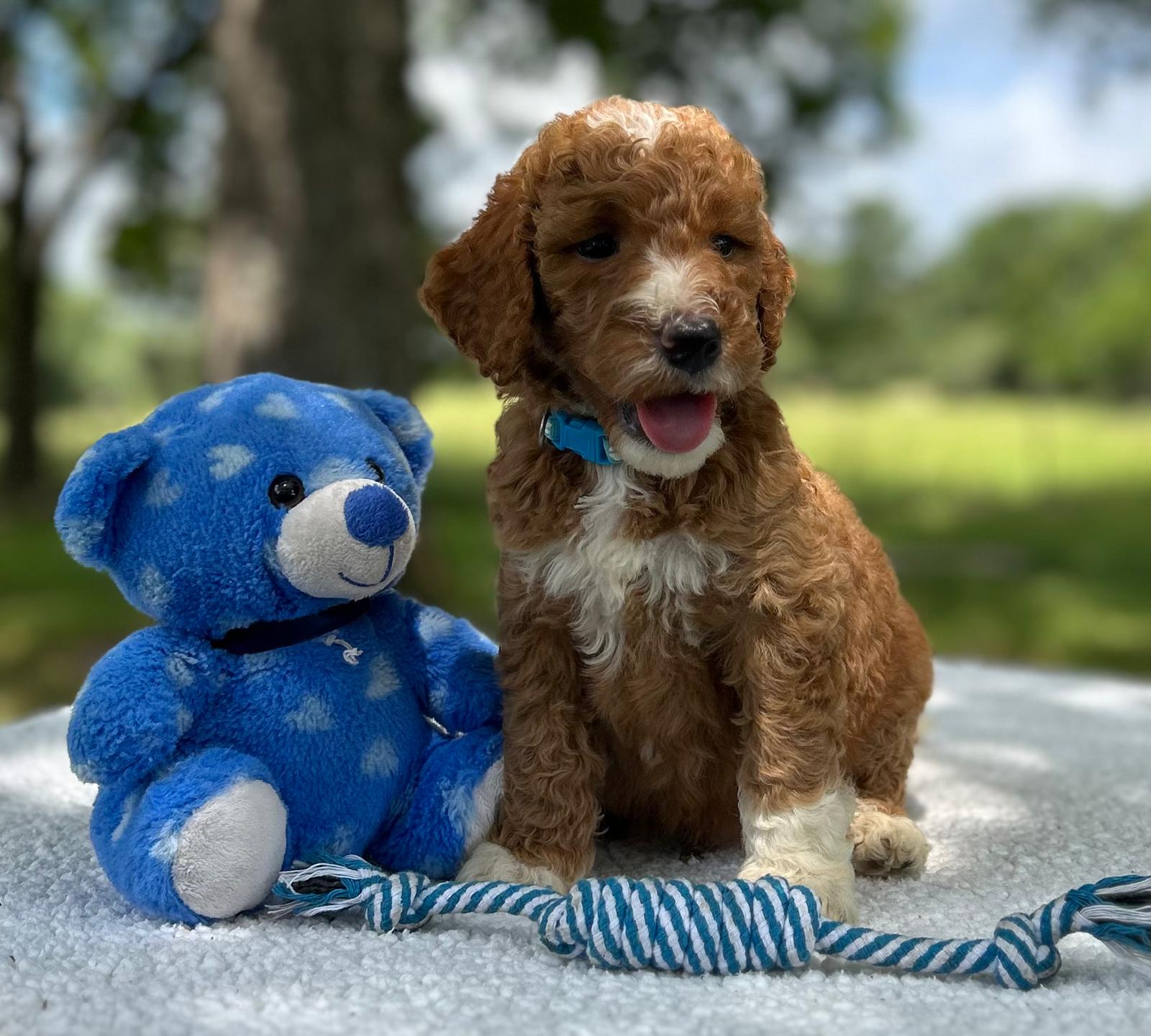 F1-B Mini Goldendoodle Puppy - Oliver 6 F1-B Mini Goldendoodle Puppy - Oliver - Image 4