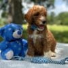 F1-B Mini Goldendoodle Puppy - Oliver 8