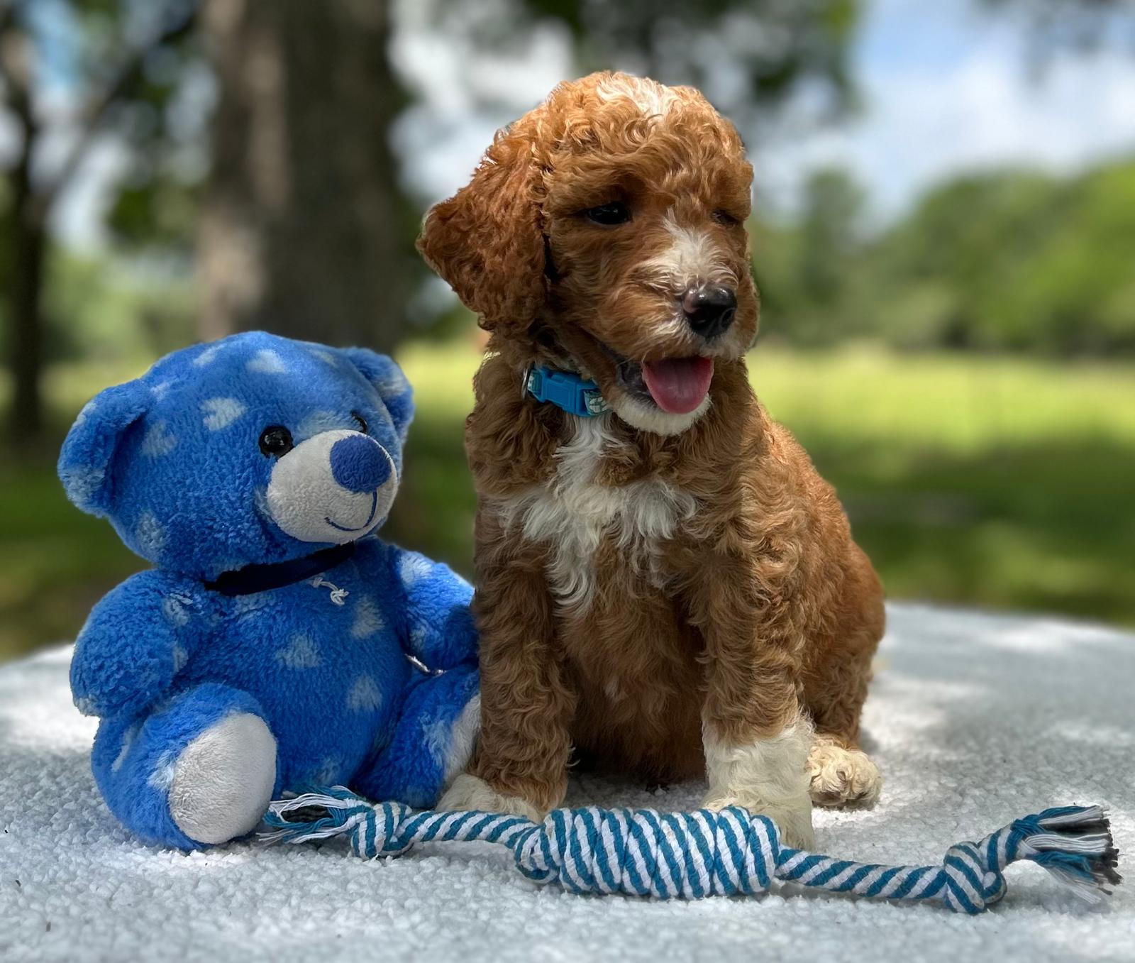 F1-B Mini Goldendoodle Puppy - Oliver 5 F1-B Mini Goldendoodle Puppy - Oliver - Image 3