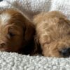 f1-b mini goldendoodle puppies