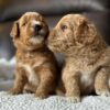 f1-b mini goldendoodle puppies