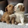f1-b mini goldendoodle puppies