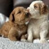 f1-b mini goldendoodle puppies