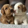 F1-B Mini Goldendoodle puppy