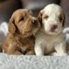 f1-b mini goldendoodle puppies
