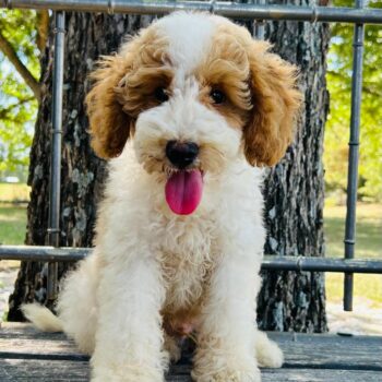 F1-B Mini Goldendoodle puppy