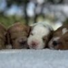 F1-B Mini Goldendoodle Puppies - Ace + Toffee 1 f1-b mini goldendoodle puppies f1-b mini goldendoodle puppies