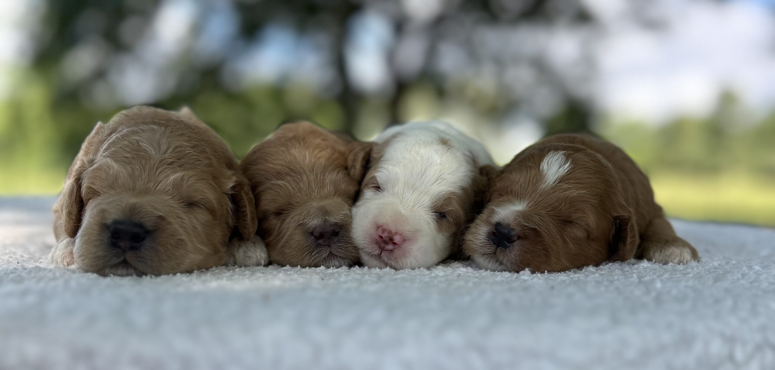 F1-B Mini Goldendoodle Puppies - Ace + Toffee